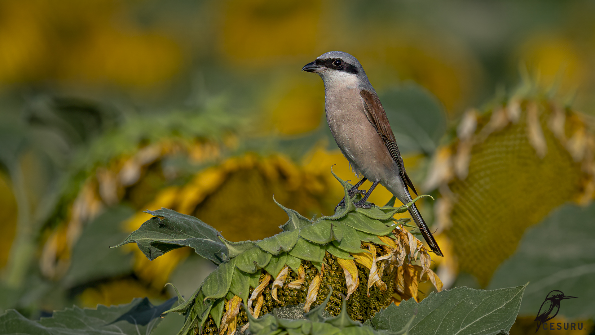 Red-backed Shrike